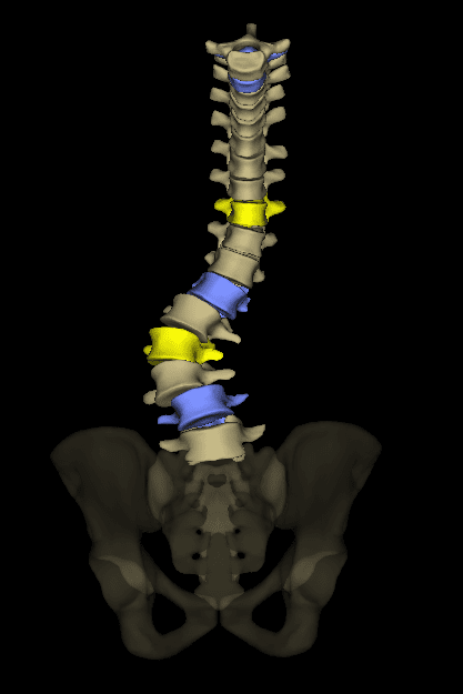 Spine 3D Frontal