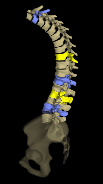 Spine 3D Lateral